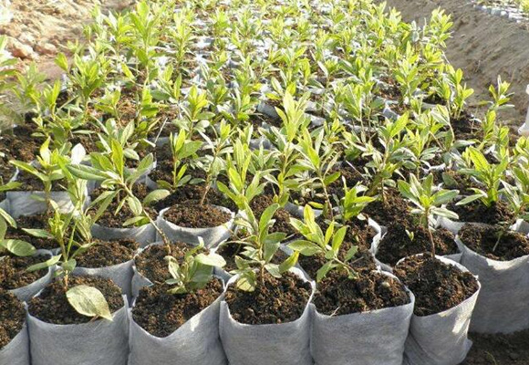 覆膜無紡布的具體使用優(yōu)勢及覆膜無紡布對農(nóng)業(yè)行業(yè)的作用